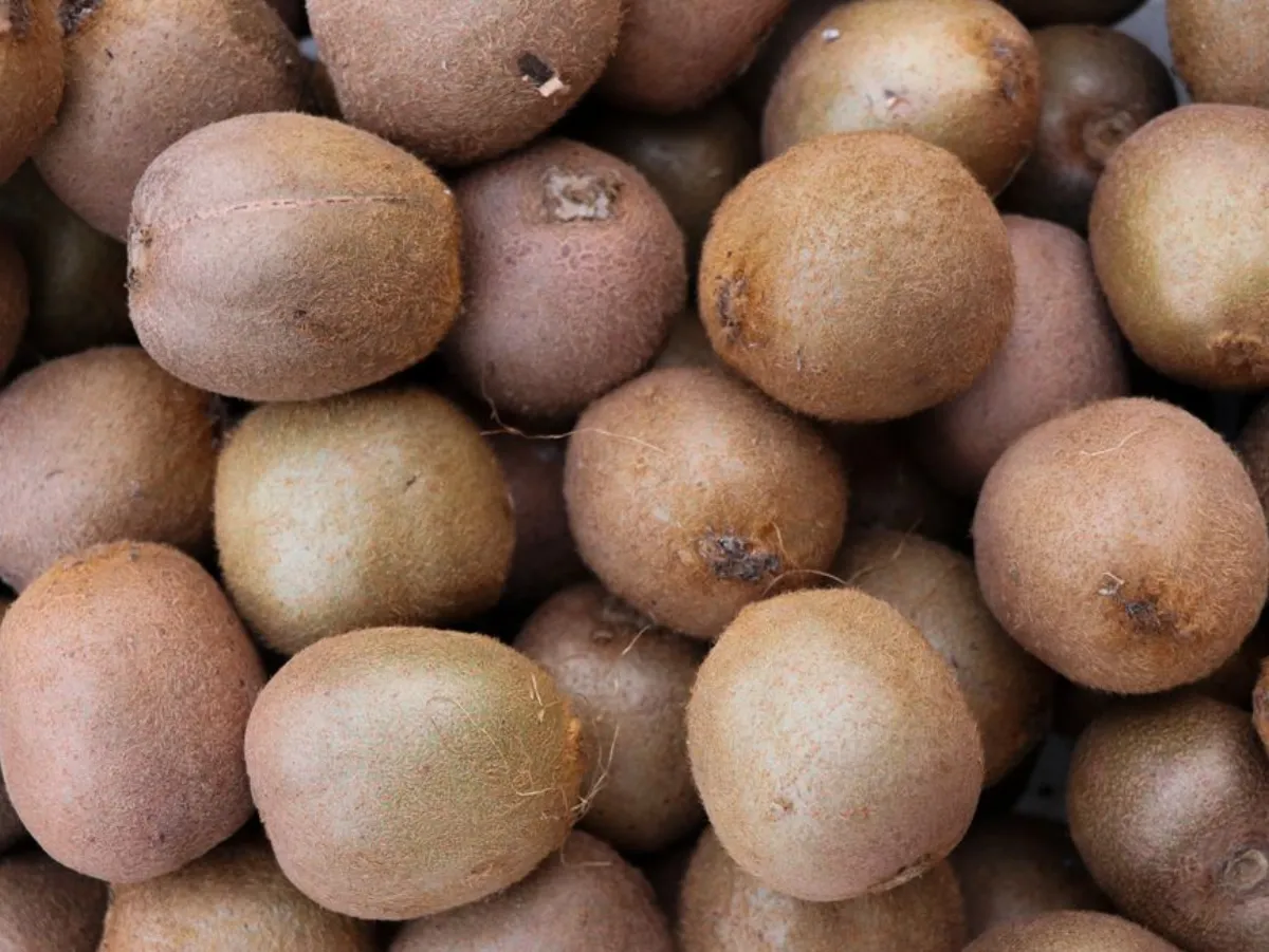 kiwi fruit
