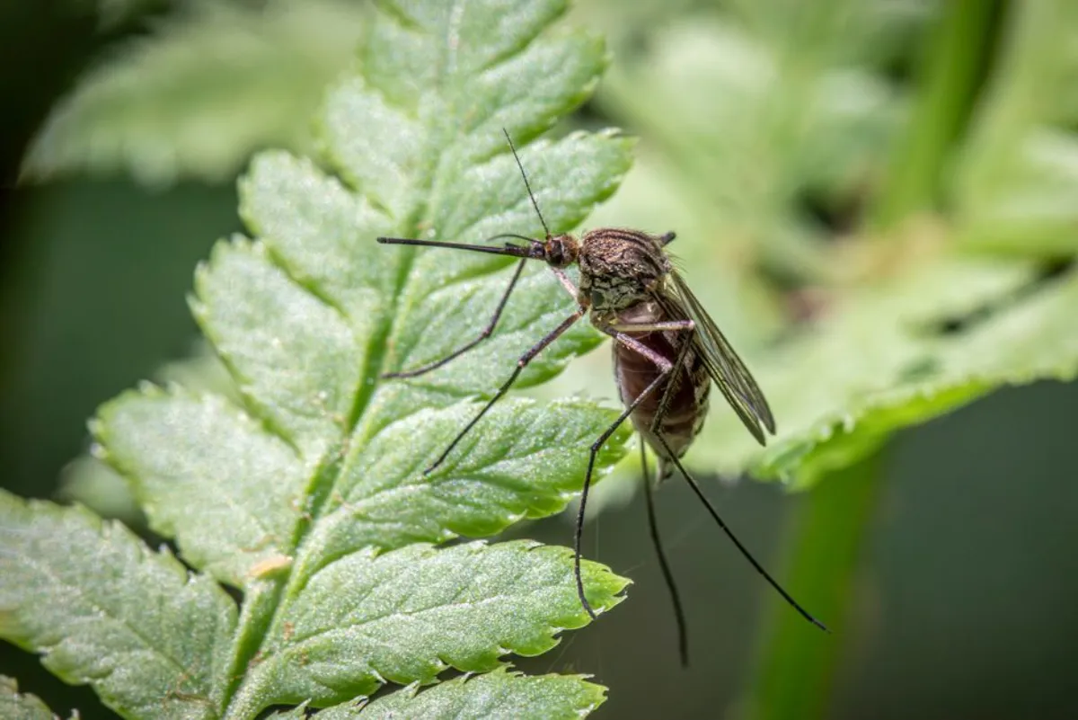 mosquito repellent